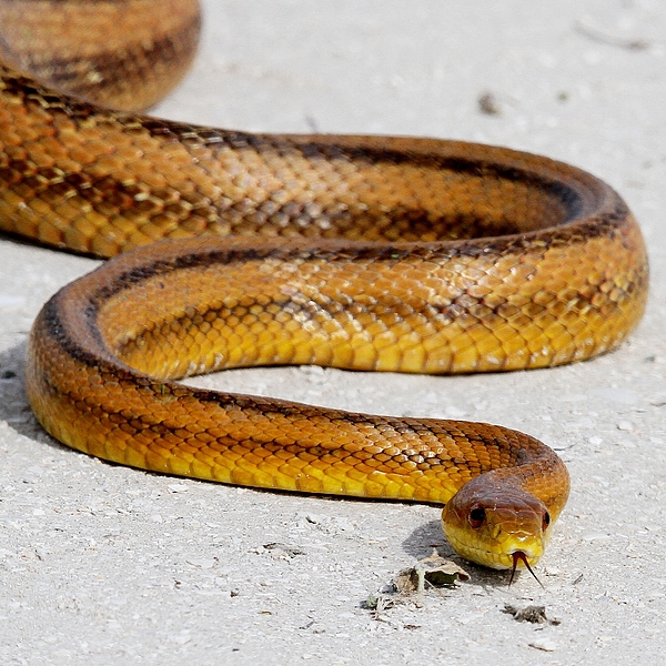 Yellow Rat Snake by Ira Runyan