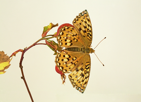 https://images.fineartamerica.com/images/artworkimages/medium/1/1-zerene-fritillary-buddy-mays.jpg