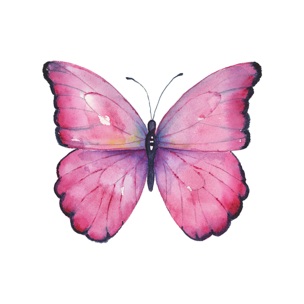 108 Pink Laglaizei Butterfly Sticker by Amy Kirkpatrick - Fine Art America