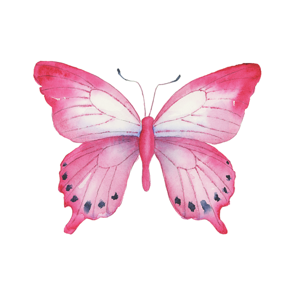 108 Pink Laglaizei Butterfly Sticker by Amy Kirkpatrick - Fine Art America