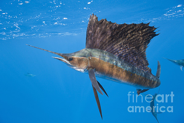 Swordfish Baby Onesies for Sale - Fine Art America