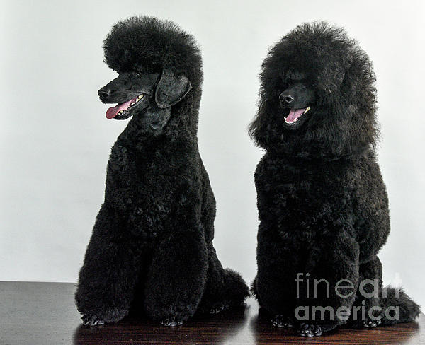 Medium store poodle black