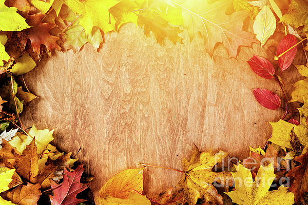 Frame made of fall leaves on wood. Autumn background #2 Greeting