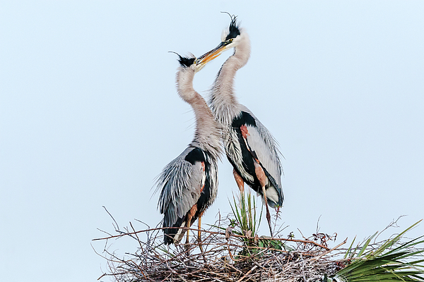 2 Great Blue Heron Standing On Nesting Platform With Beaks Together ...