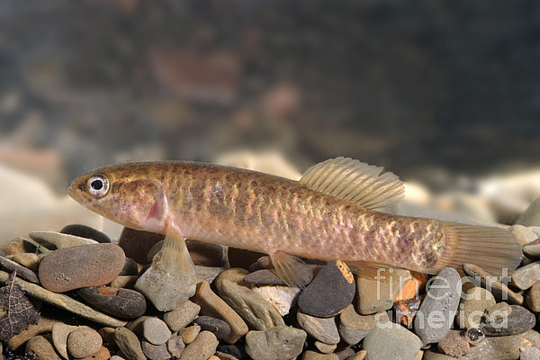 Mud Minnow #2 Jigsaw Puzzle by Ted Kinsman - Science Source Prints - Website