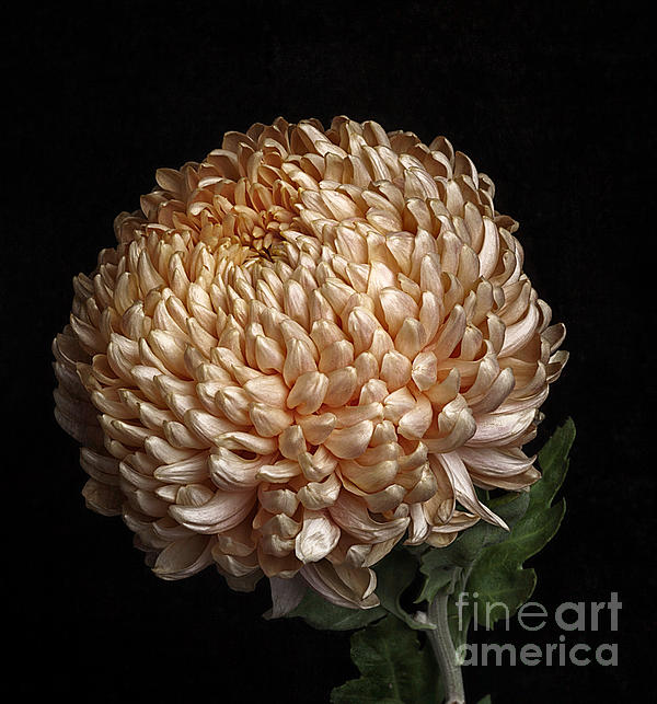 Ann Jacobson - Chrysanthemum 