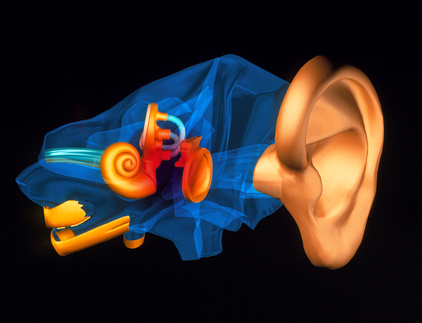 3-d Computer Model Of The Anatomy Of The Human Ear Greeting Card by Pasieka