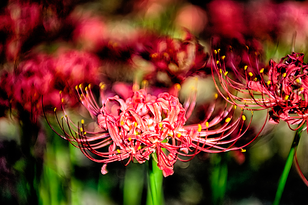Lycoris radiata 'Fire Tower' | Fire Tower Surprise Lily