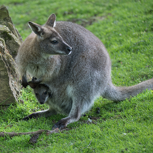 Wallaby wildlife Diprotodontia Macropoidae in sunlgiht in woodla Tote Bag