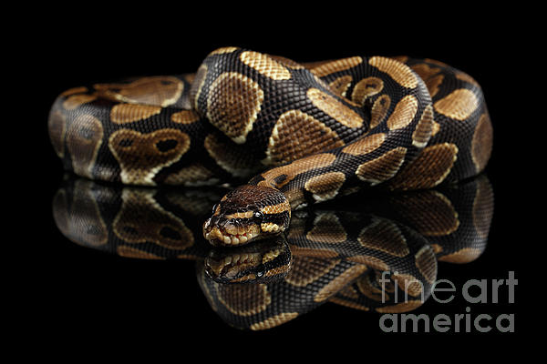 black python snake
