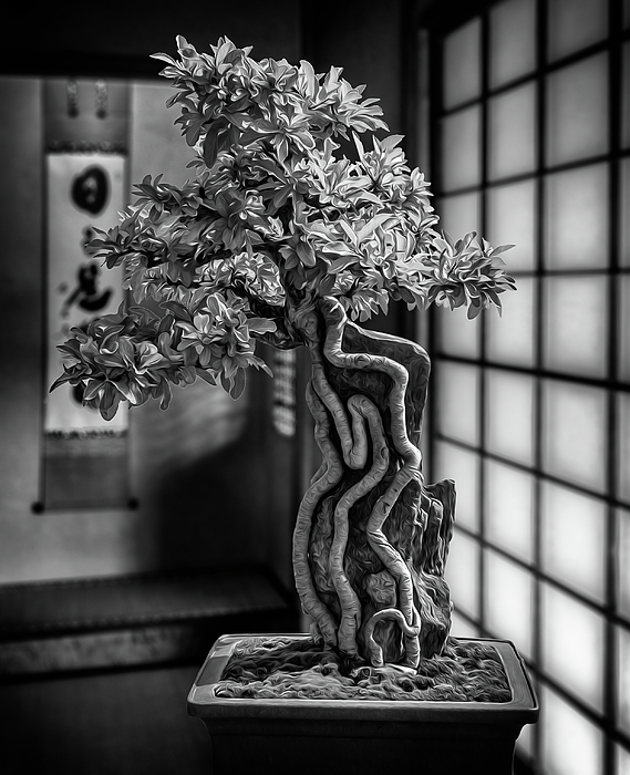 Bonzai Tree #1 Photograph by Bob Nardi - Fine Art America