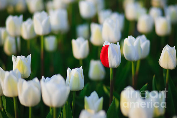Henk Meijer Photography - Flowers from Holland