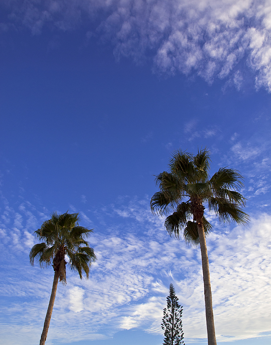 Queen Palms With Cirrocumulus Clouds On A Tropic Evening Photograph