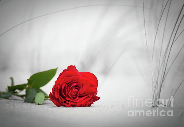 Rose petal on white background Photograph by Michal Bednarek - Fine Art  America