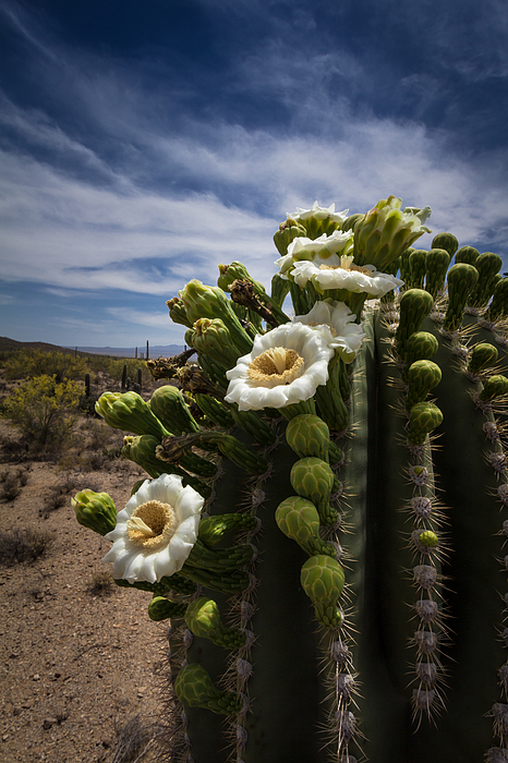 Saguaro Cactus In Bloom by Ed Cheremet