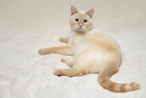 Vos chats, en vrai 7-flame-point-siamese-cat-amy-cicconi