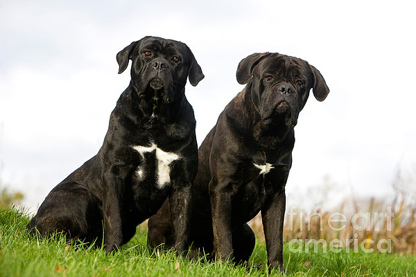 Canecorso dog puzzle, Canecorso dog, wooden dog puzzle, wooden