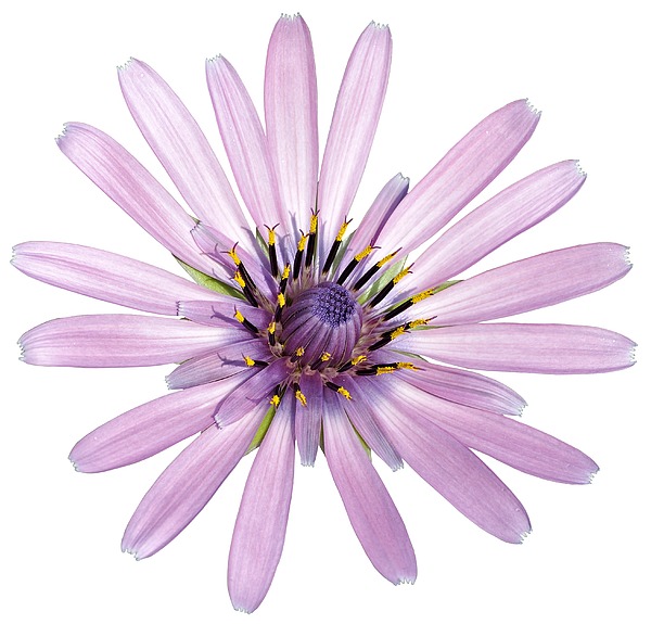 Salsify Flower Photograph