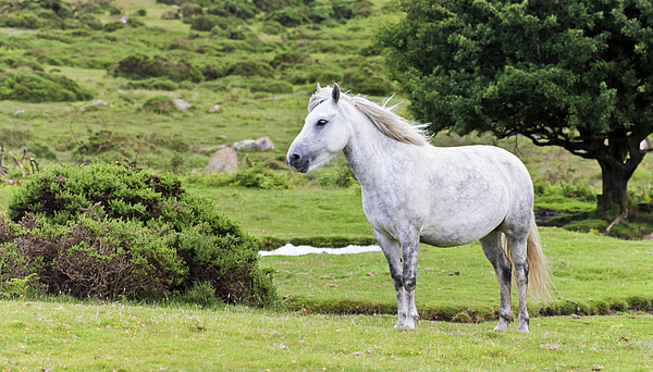 Derrick Neill - A Beautiful White Dartmoor Pony, Devon, England