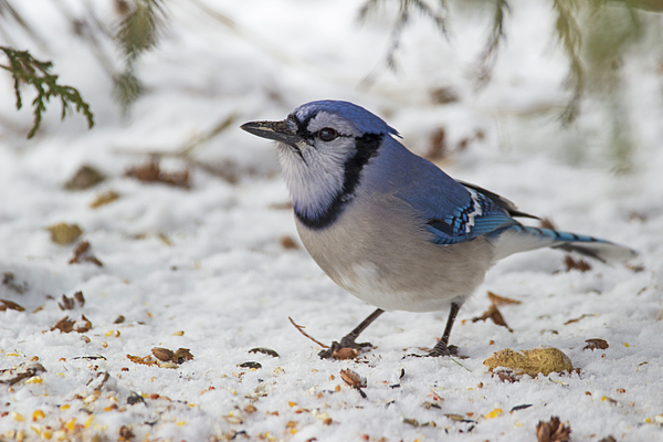 Blue Jay Bird Cyanocitta Cristata From Side T-Shirt