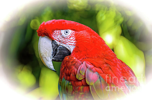 Viktor Birkus - A large red parrot Winged Macaws with a white beak and green feathers