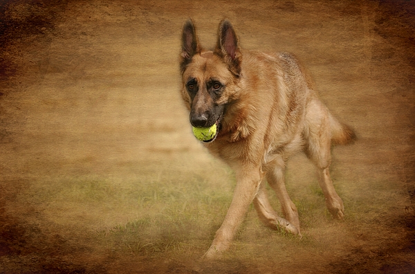 https://images.fineartamerica.com/images/artworkimages/medium/1/a-little-playtime--german-shepherd-dog-angie-mckenzie.jpg