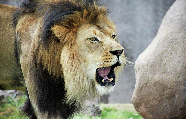 https://images.fineartamerica.com/images/artworkimages/medium/1/a-male-lion-panthera-leo-roaring-loudly-derrick-neill.jpg