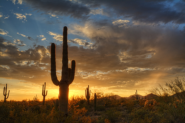 A Serene Sunset In The Sonoran Desert Tote Bag for Sale by Saija Lehtonen