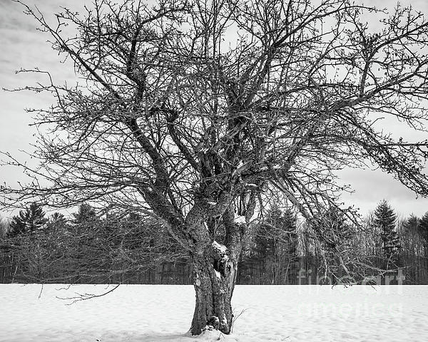 Edward Fielding - A tree for Randall