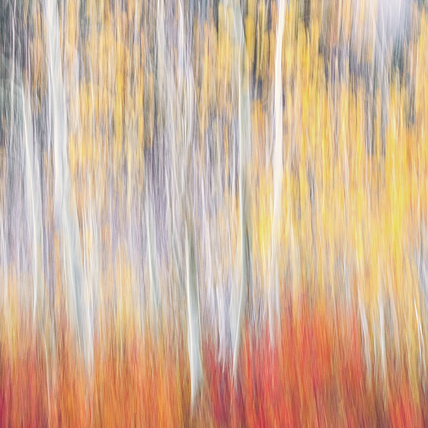 Laura Roberts - Abstract Autumn