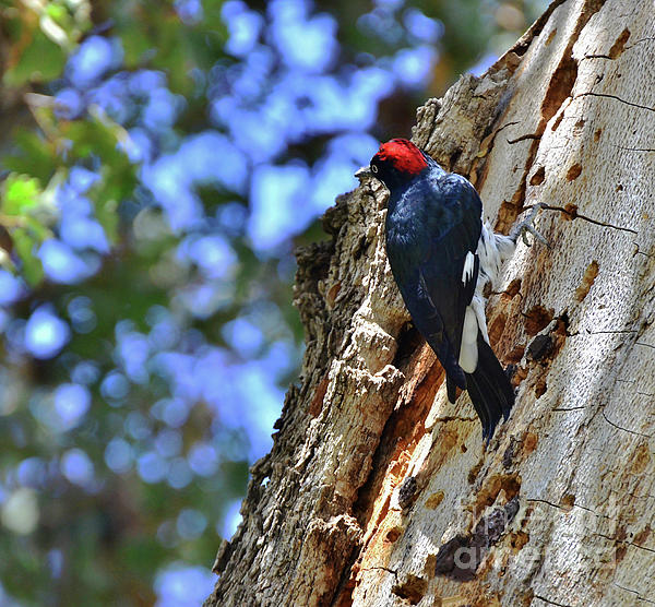 Debby Pueschel - Acorn Woodpecker on the Oak