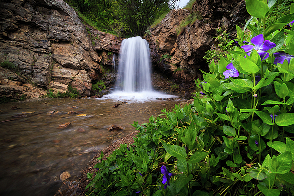 Spring Photographs
