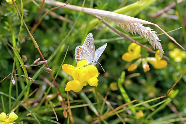 Adonis Blue Butterfly feeding on Common Birdsfoot Trefoi Galaxy S7 Case