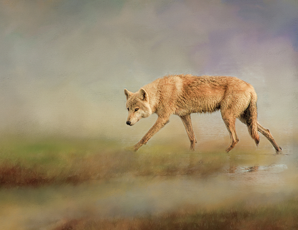 Phyllis Taylor - Alaskan Wolf