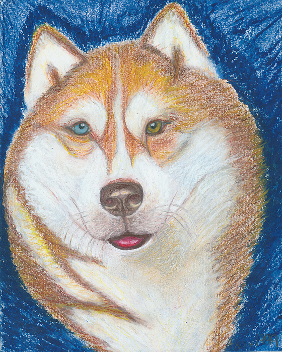 Alek The Siberian Husky Drawing