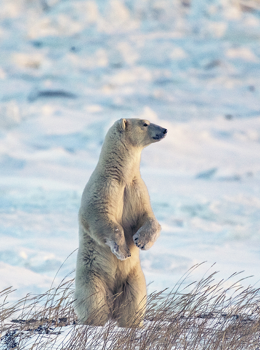 Polar Bear, Polar Bear, What Do You Hear? Yoga & Movement Pose Cards | Yoga  movement, How to do yoga, What do you hear