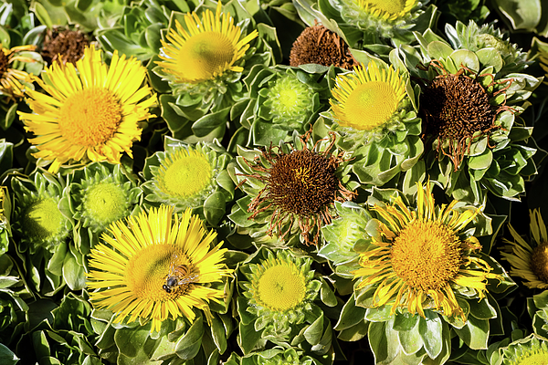 Morris Finkelstein - Alkali Bee On Yellow Flowers