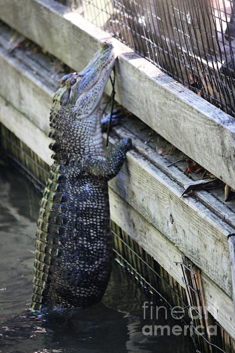 Alligator Climbing Fence Shower Curtain