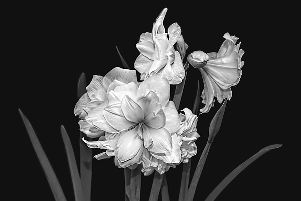 Kay Brewer - Amaryllis in Black and White