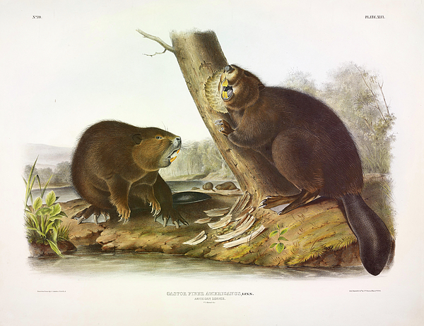 American Beaver Sticker by John James Audubon - Fine Art America