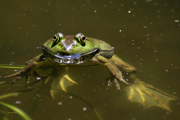 Happy Frog Shower Curtain by Christina Rollo - Fine Art America