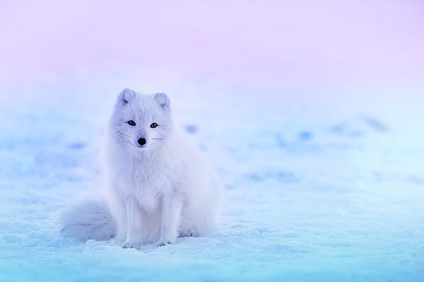 american eskimo pillow