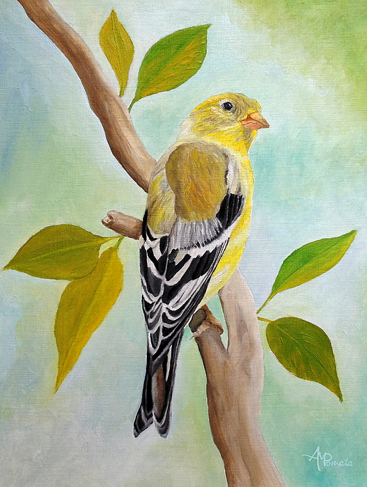 Angeles M Pomata - Pretty American Goldfinch