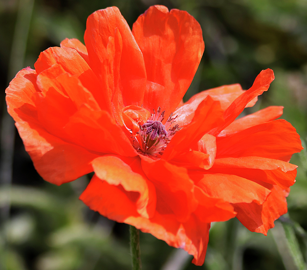 Derrick Neill - An Olympia Orange Oriental Poppy, or Papaver orientale