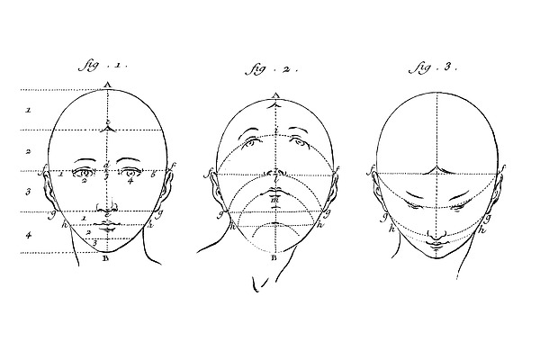Anatomy Of The Head Digital Art