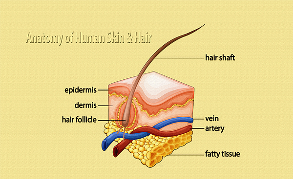 Anatomy of the skin and hair Jigsaw Puzzle by Don Kuing - Pixels