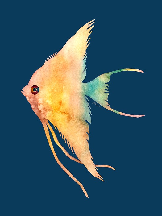 Angelfish II - Solid Background Painting