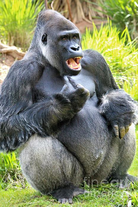 https://images.fineartamerica.com/images/artworkimages/medium/1/angry-gorilla-paulette-thomas.jpg