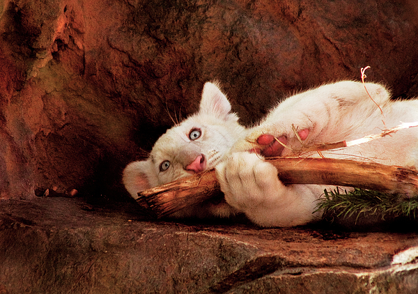Mike Savad - Animal - Cat - My Chew Toy