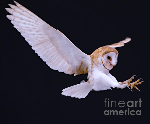 Animal Bird Barn Owl In Flight With Talons Out Weekender Tote